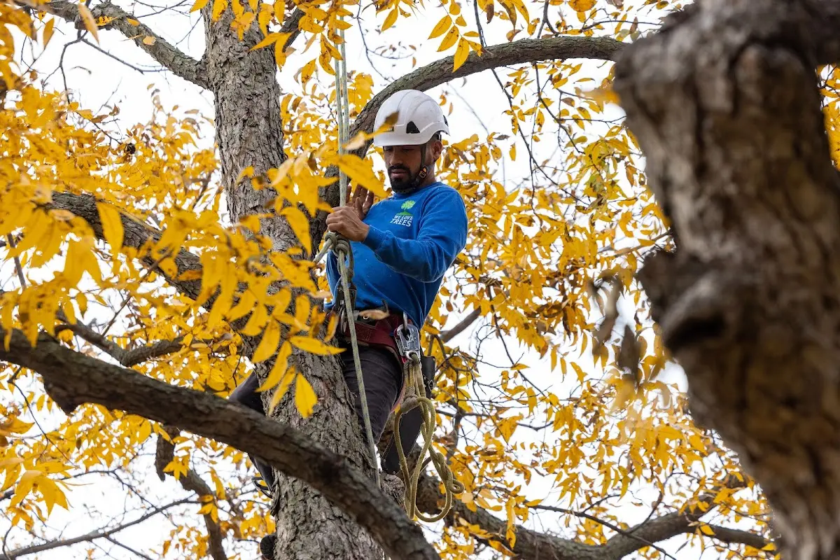 Skilled Storm Damage Cleanup crew working in Greenwood