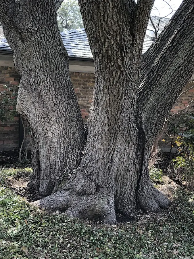 Mature heritage tree close to a Greenwood property cared for by certified arborists