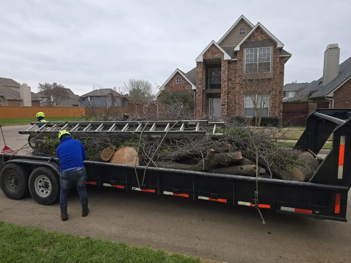 Expert Tree Pest Control with proper safety equipment in Greenwood